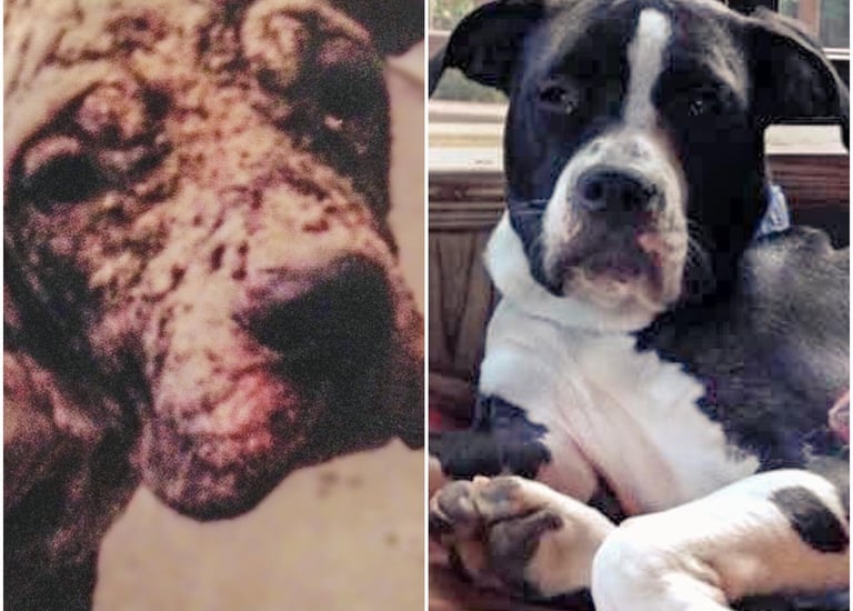 a dog is shown in two different pictures