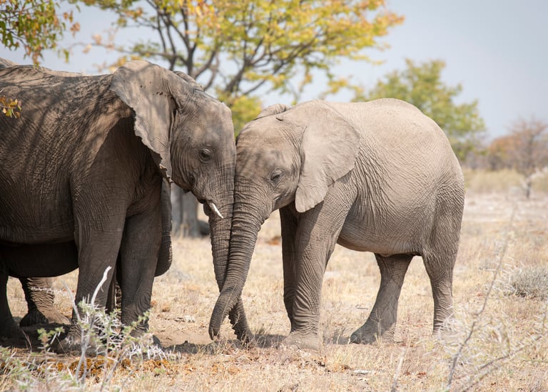 Elephants interlocking trunks
