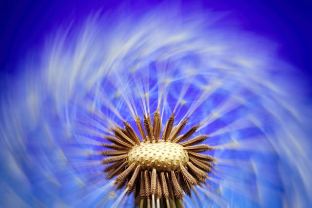 a dandela flower with a blue sky background