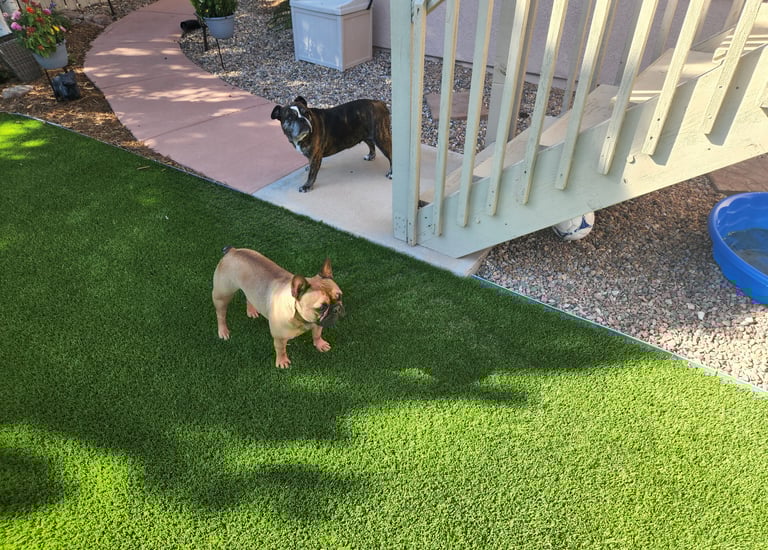 pet turf with two dogs playing on it