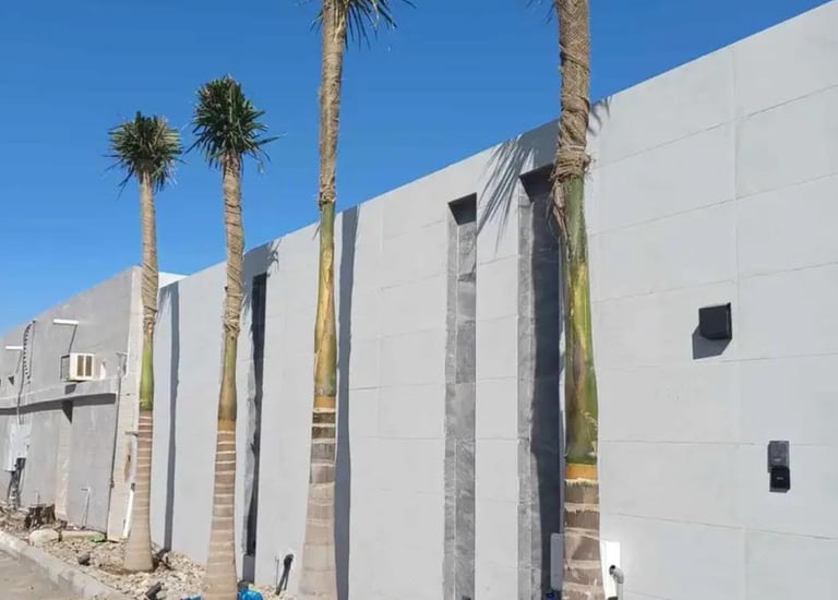 نخيل ملوكي مزروع وفق أسس زراعية صحيحة