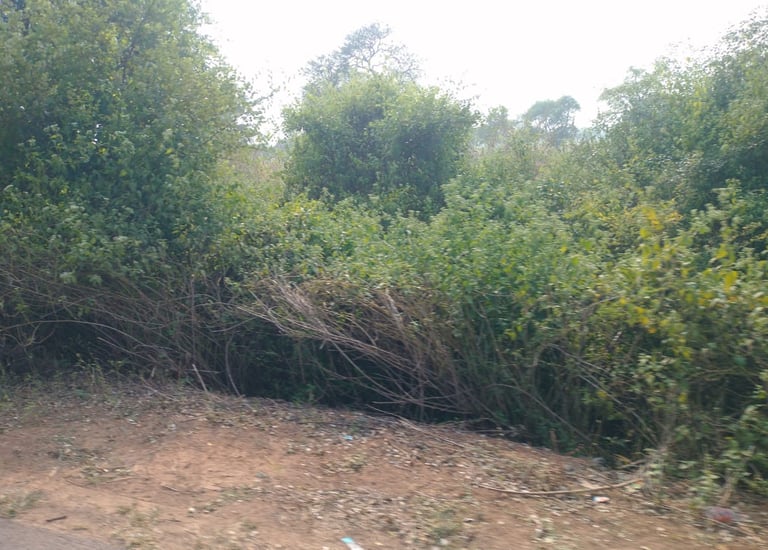 image of bush