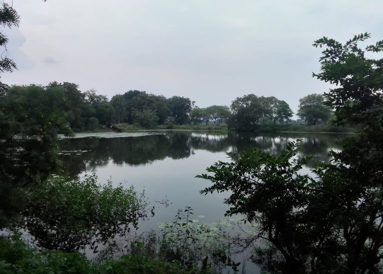 pond