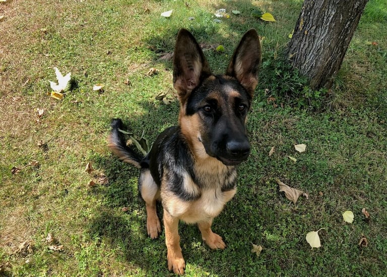 Un adorable chiot berger allemand, dans la nature pendant un cours d'éducation chiot