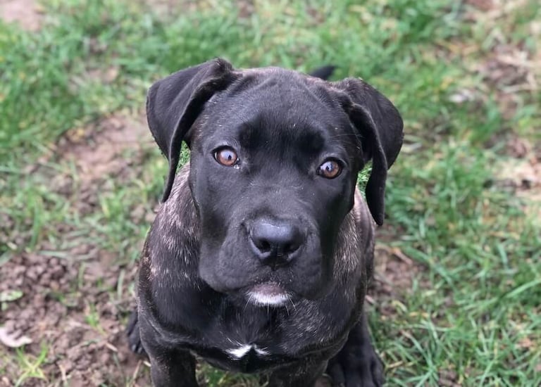 Un adorable chiot cane corso qui regarde l'objectif, il est en cours d'éducation chiot