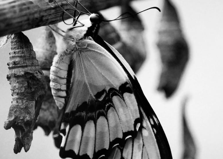 a butterfly emerging from its chrysalis
