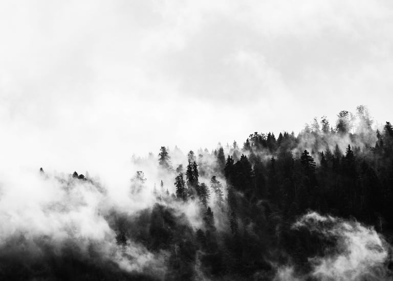 mysterious mist hanging over treetops like a soft veil