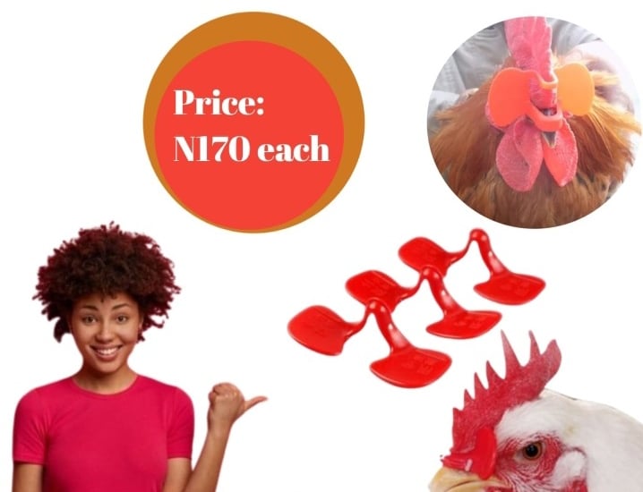 Chicken Google