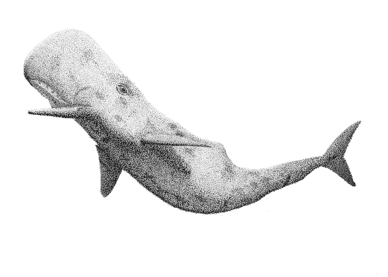 Sperm whale in black and grey ink