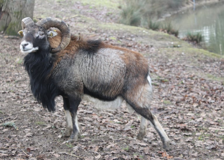 Unser Soay-Widder