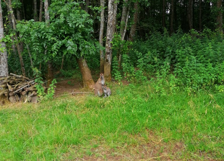 Unser Wallabipark