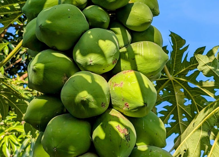 a papaya tree with a bunch of papayas on it at AAK farm