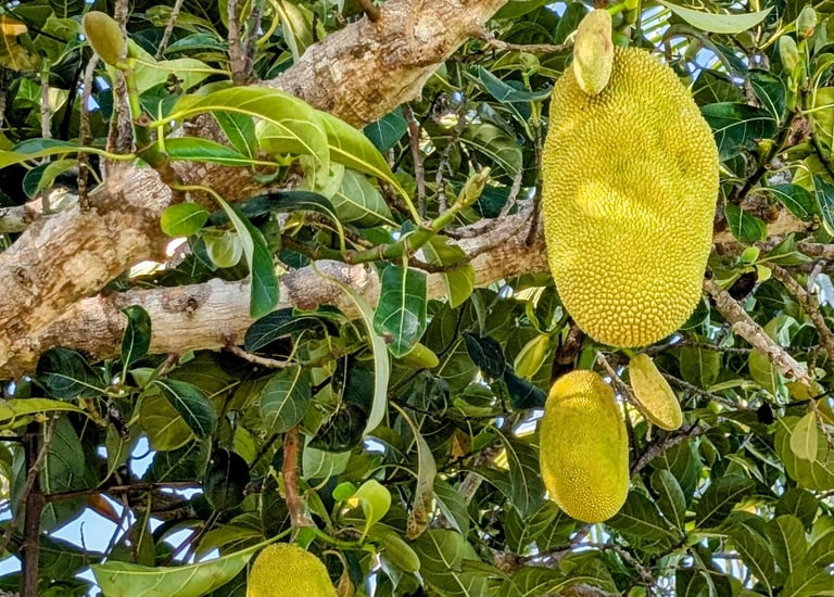 a jackfruit is hanging from a tree on the aak farm