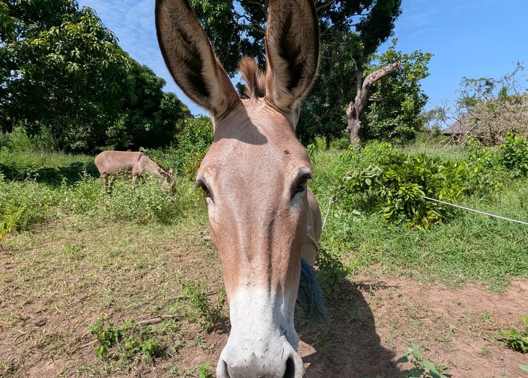 a donkey with a donkey in the middle of a field at aak farm
