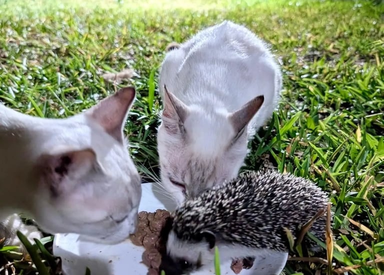 two cats and a hedgehog are eating food together at the aak farm