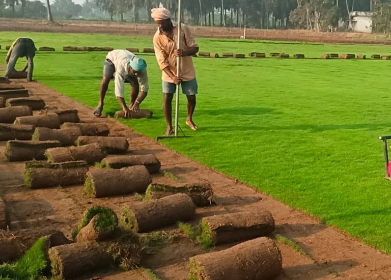 lawn grass installation in Vijayawada