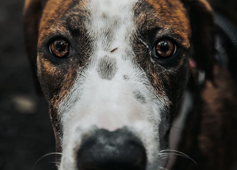 a dog is looking at the camera and the dog is looking at the camera