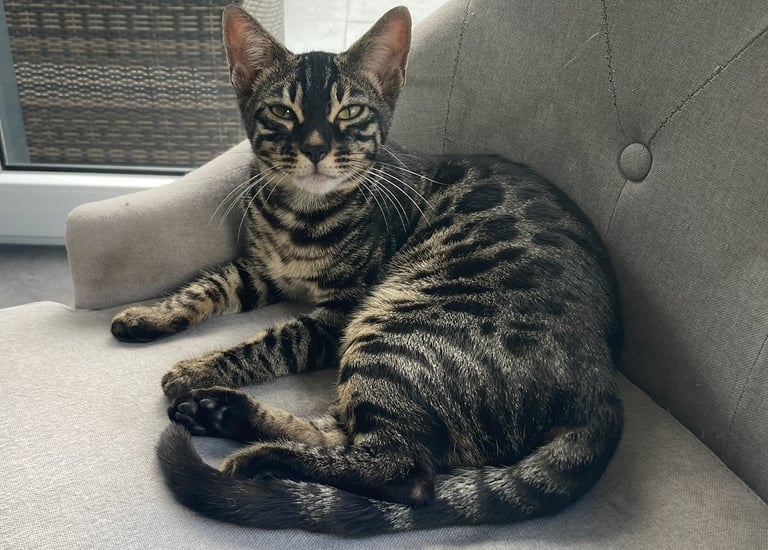 Chat Bengal silver charcoal tabby au pelage contrasté, couchée sur un siège intérieur