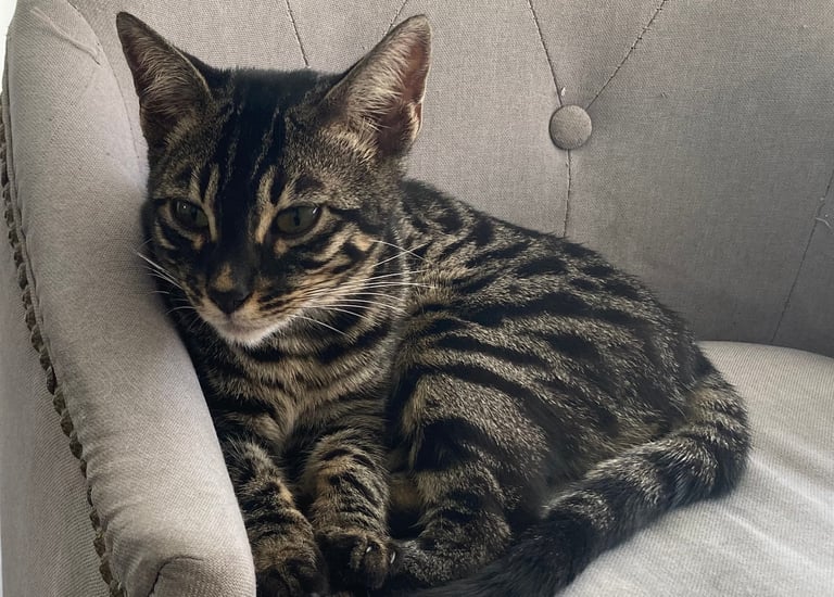 Chat Bengal silver charcoal tabby couchée sur un siège – élevage Cocoro