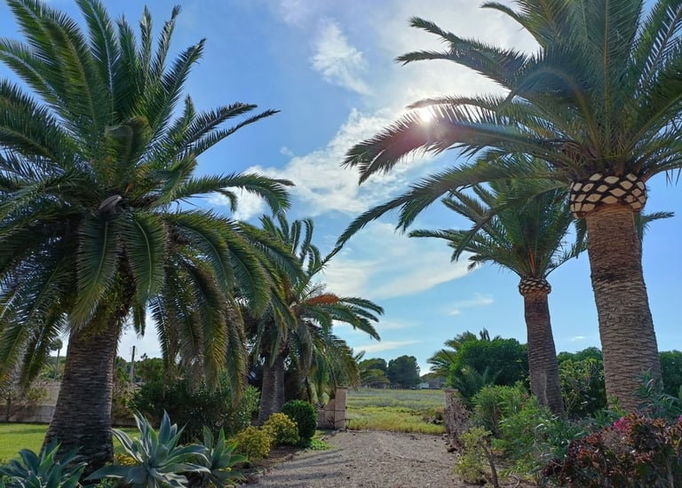 tratamiento procesionaria Mallorca