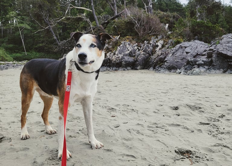 a dog standing on a sandy beach with a red leash