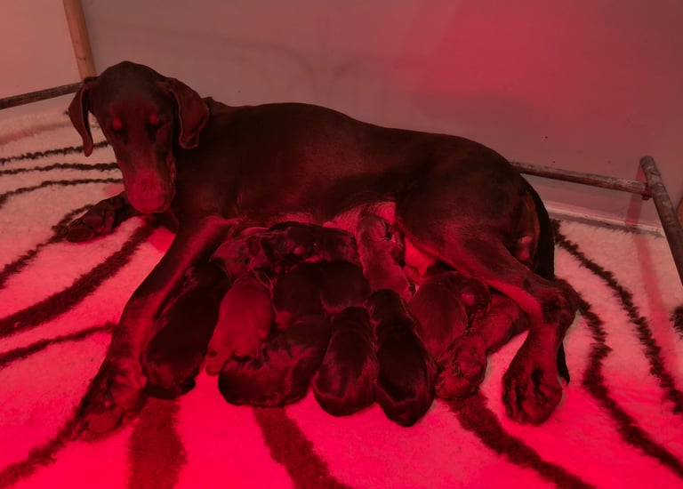 cuccioli dobermann in allattamento Mesola Ferrara emilia romagna