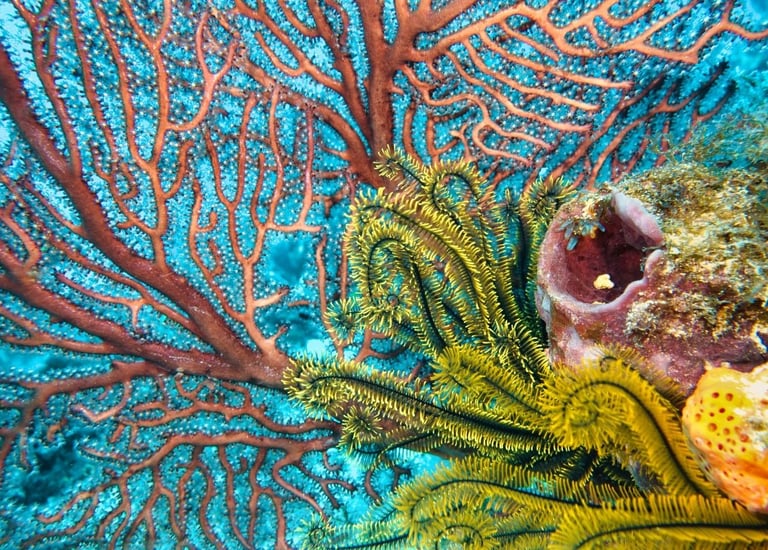 Deep sea fan coral with a golden crinoid and sponges