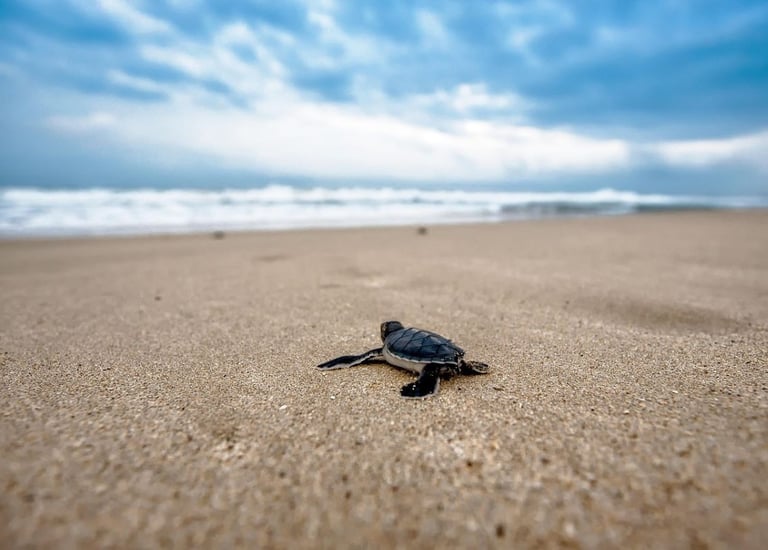Baby leatherback turtle aiming for the ocean