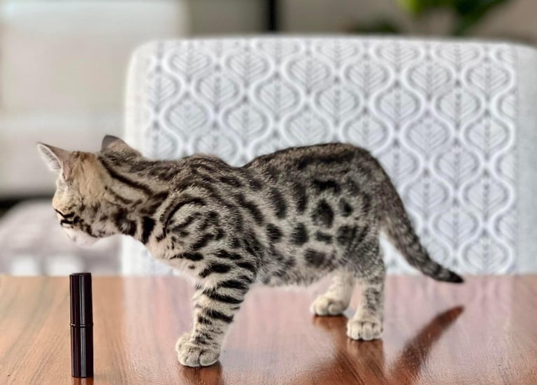 precio gato bengali