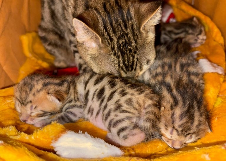 gatitos bengali bebes