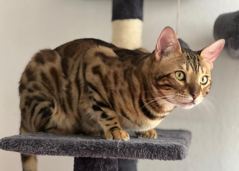 Razas Bengali y Sphynx: Origen y Características