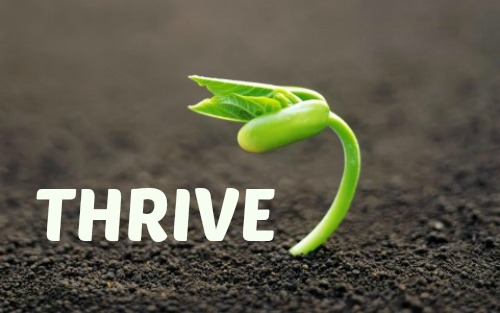 Image of a seedling growing with  the word THRIVE