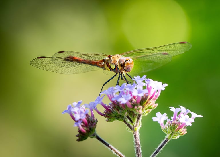 Eine rote Heidelibelle auf einer Eisenkrautblüte Foto: Philipp Geisler