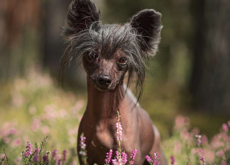 Multi CH., Multi JCH. Zero Tolerance Willy Wonka