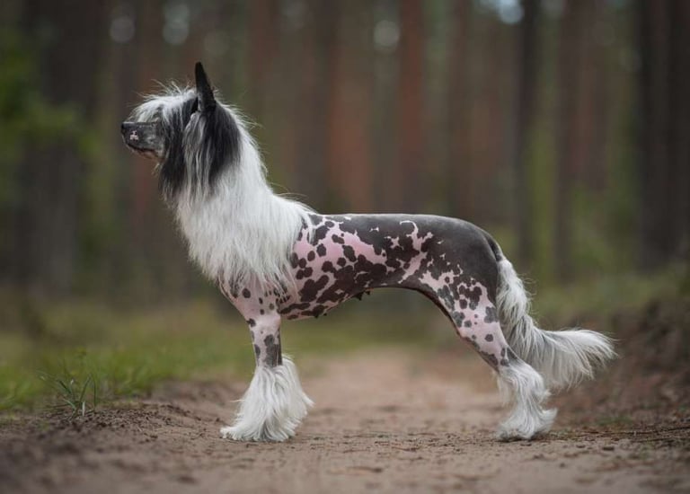 C. I. B. - J, Grand Multi Ch Mano Ponis Isadora