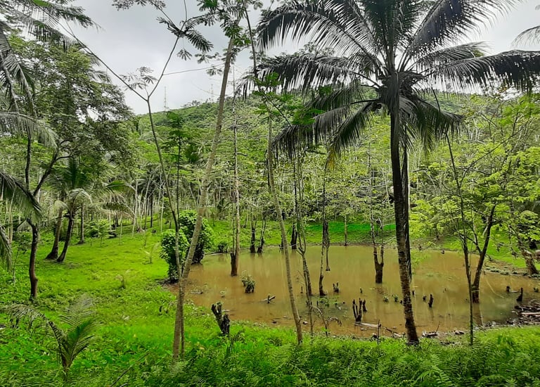 The nature lake in our farm