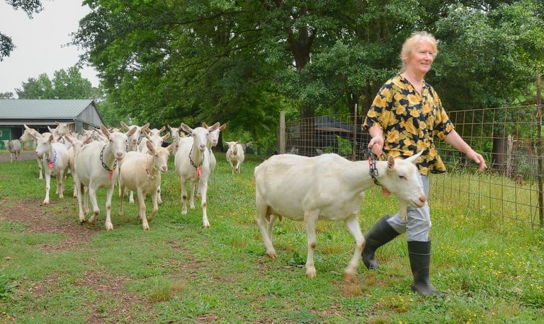 venta de cabras lecheras de la mejor genética