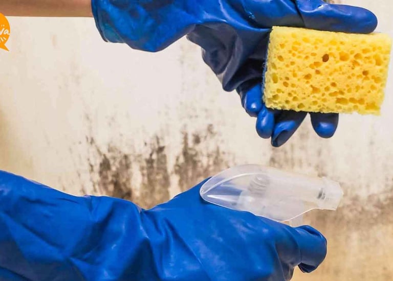 Ottawa Mold Removal - Mould Removal Ottawa