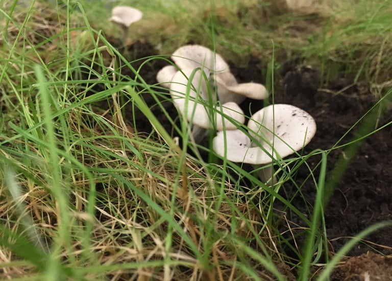 béton biodégradable, béton écologique