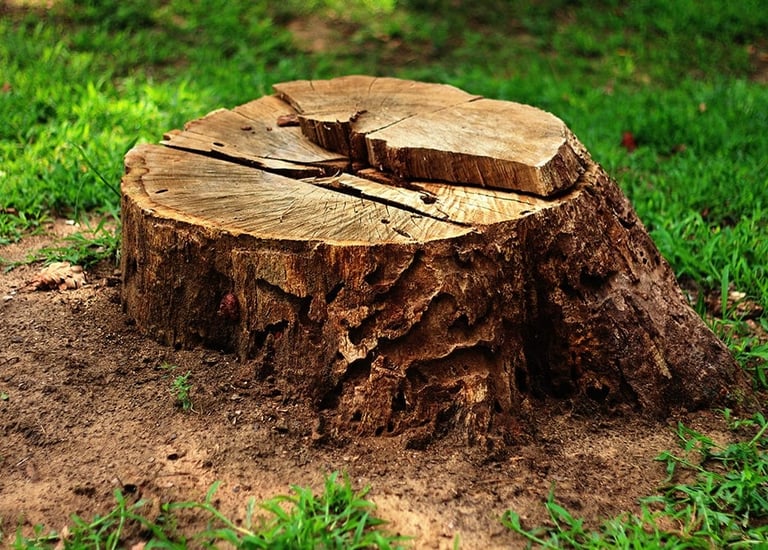 souche d'un arbre rognée