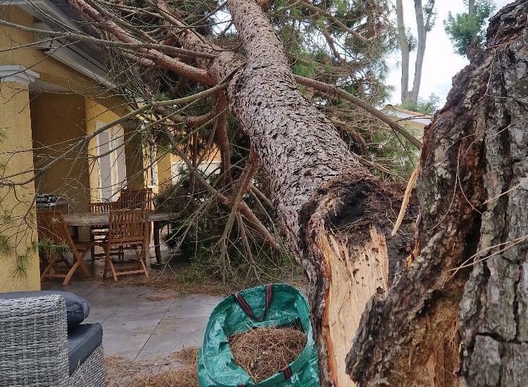 arbre qui s'est écrasé sur une maison