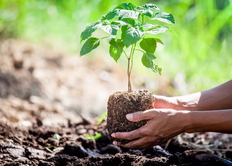 Green CSR initiative showcasing community planting efforts by Garden Designers