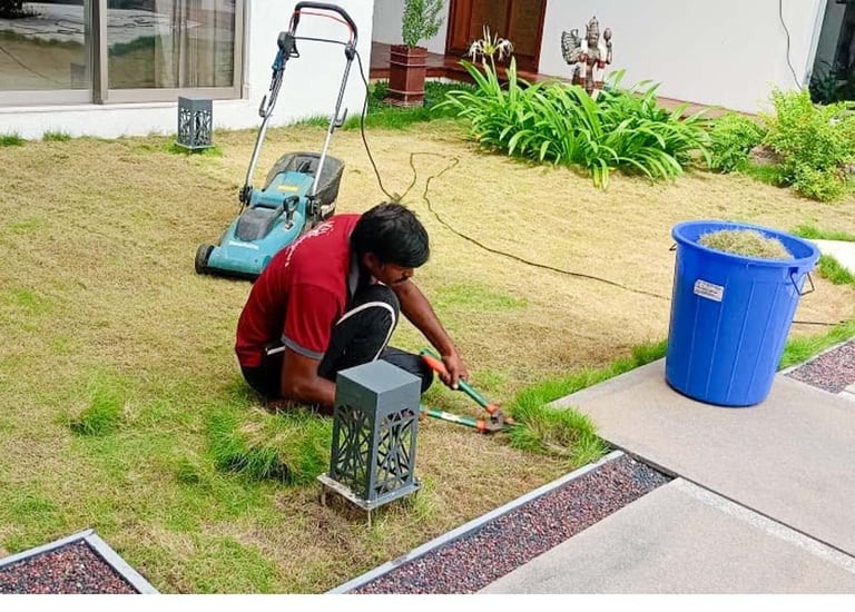 Healthy and thriving landscape under regular maintenance by Garden Designers