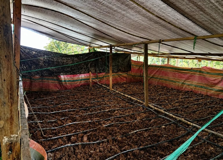 Drip irrigation pipes installed over dark soil in a covered nursery or farm greenhouse for efficient watering.
