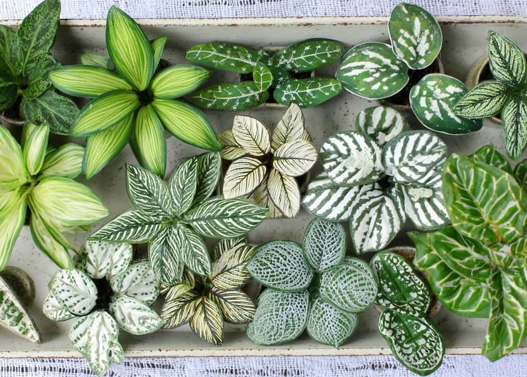 Top view of various patterned indoor plants like Fittonia and Calathea in a white tray.