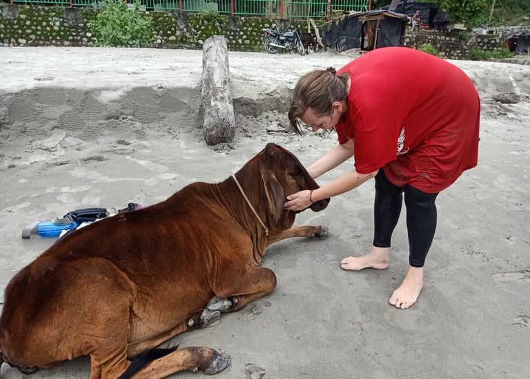 A woman in a red shirt petting a brown sacred cow resting on a sandy beach in Rishikesh, India.
