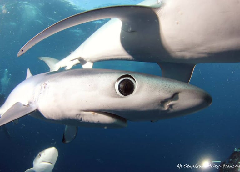 requin peua bleue zoom sur l'oeil