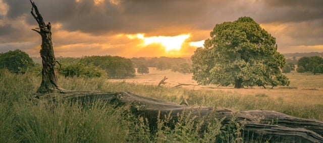 a photograph of parkland with trees at sunrise
