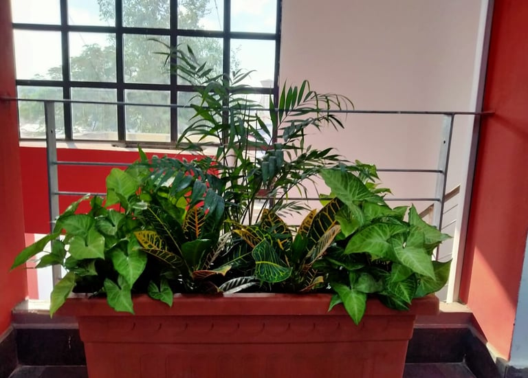 newgreentouch Landscaping plant care