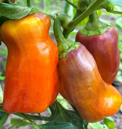BLOT SWEET HEIRLOOM PEPPERS